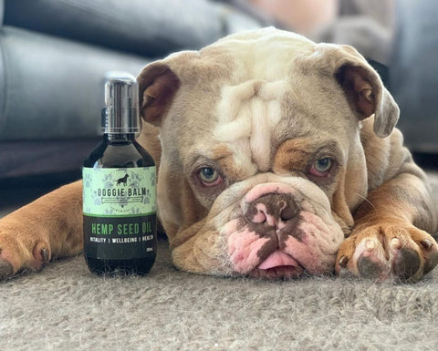 Hemp Spring Bundle Exclusive: Hemp Seed Oil + Free pack of Doggie Wipes