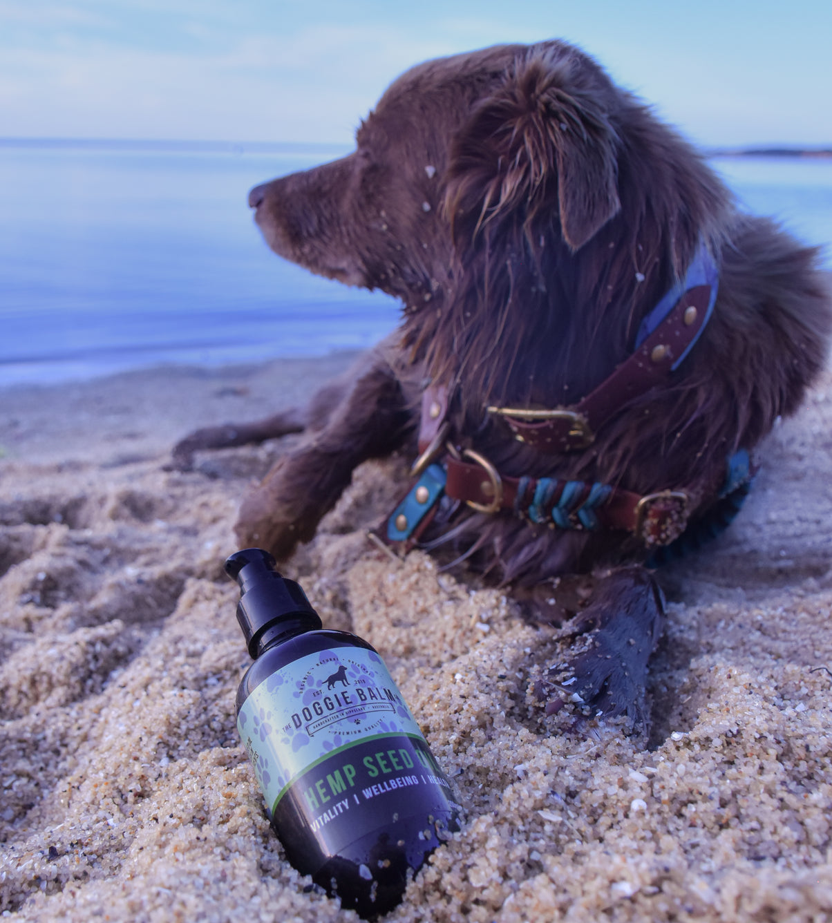Hemp Spring Bundle Exclusive: Hemp Seed Oil + Free pack of Doggie Wipes
