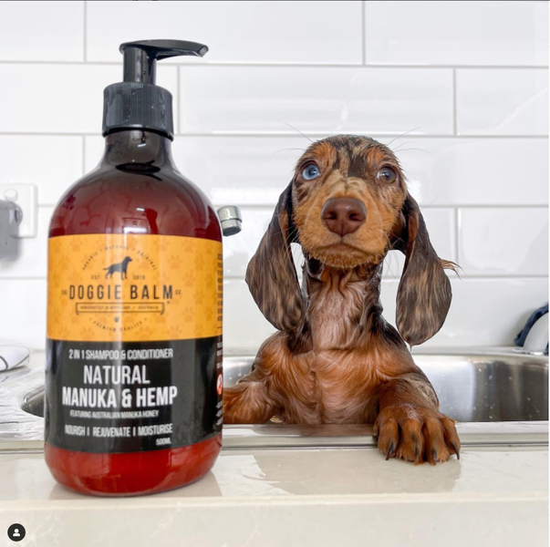 A Guide to Happy, Healthy Dogs: Managing Itchy Skin with the Right Shampoo
