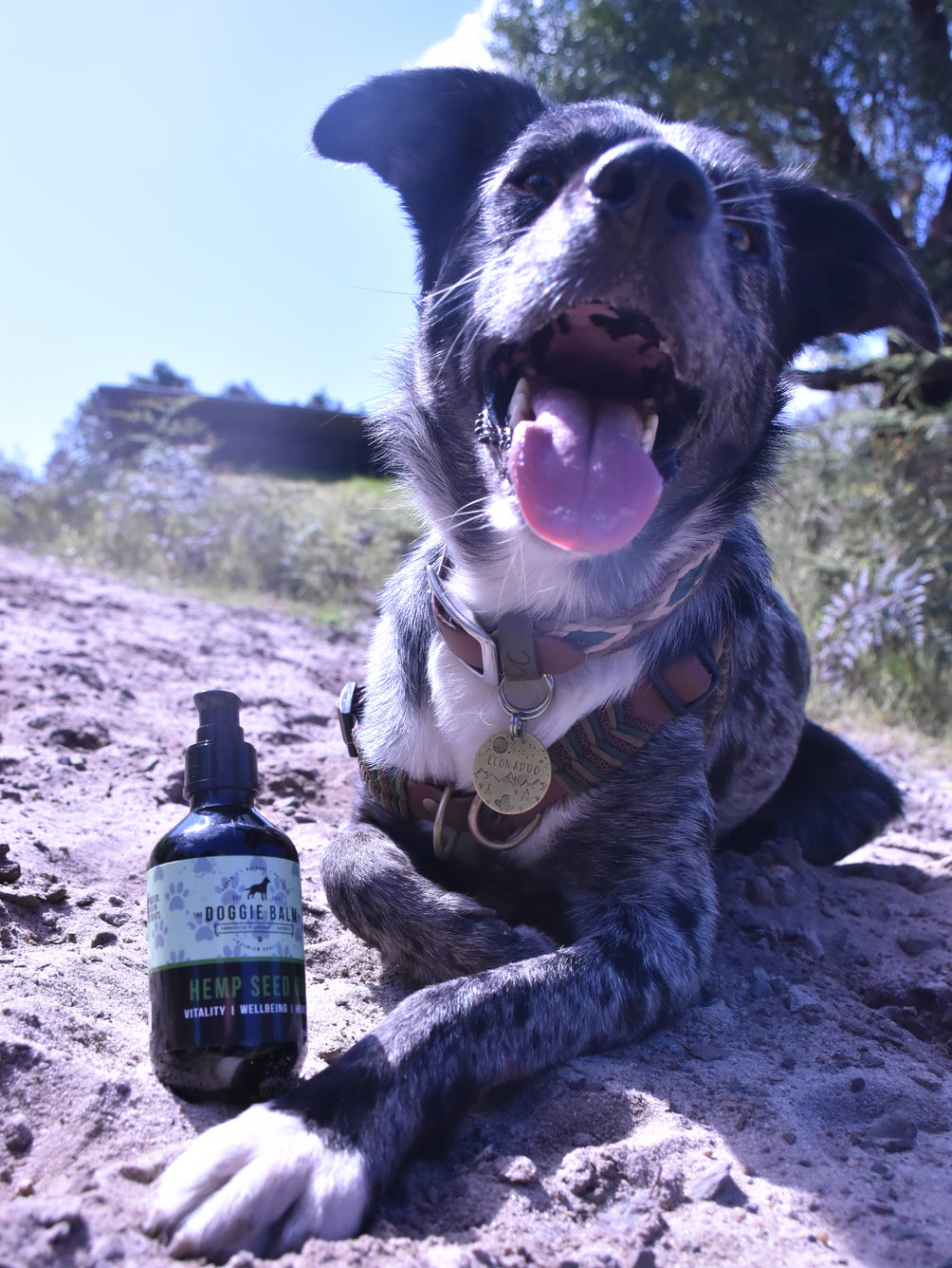 Hemp Spring Bundle Exclusive: Hemp Seed Oil + Free pack of Doggie Wipes
